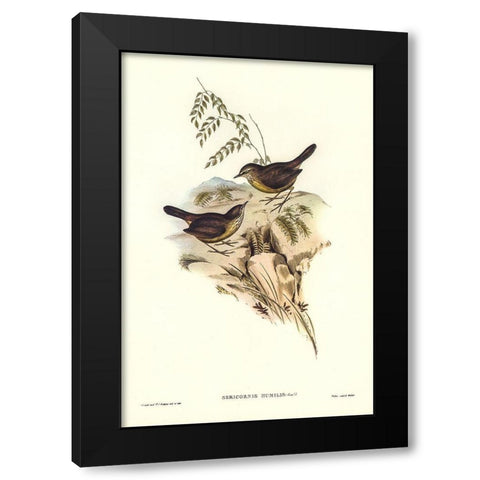 Sombre-coloured Sericornis-Sericornis humilis Black Modern Wood Framed Art Print with Double Matting by Gould, John
