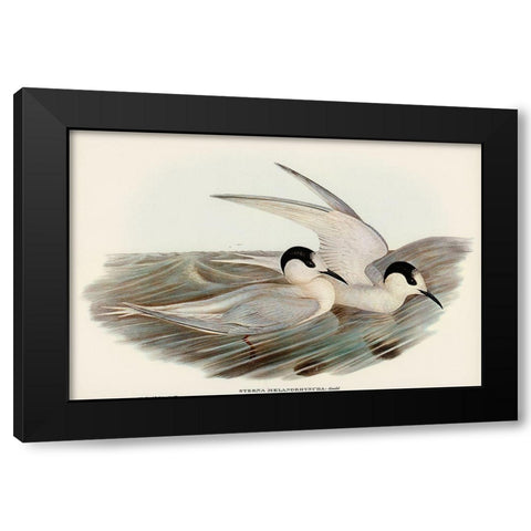 Black-billed Tern-Sterna melanorhyncha Black Modern Wood Framed Art Print with Double Matting by Gould, John