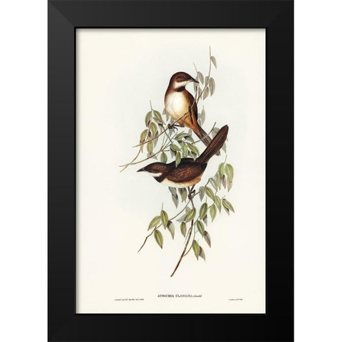 Noisy Brush-bird-Atrichia clamosa Black Modern Wood Framed Art Print by Gould, John