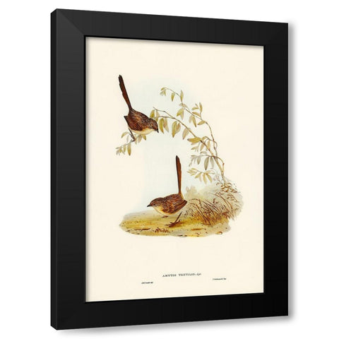 Textile Wren-mytis textilis Black Modern Wood Framed Art Print with Double Matting by Gould, John
