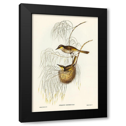 Singing Honey-eater-Ptilotis sonorus Black Modern Wood Framed Art Print with Double Matting by Gould, John