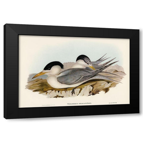 Torres Straits Tern-Thalasseus Pelecanoides Black Modern Wood Framed Art Print with Double Matting by Gould, John