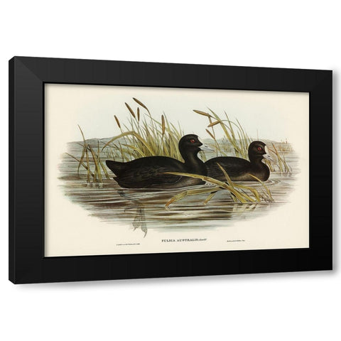Australian Coot-Fulica Australis Black Modern Wood Framed Art Print with Double Matting by Gould, John