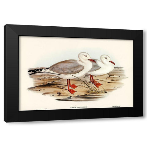 Jamesons Gull-Xema Jamesonii Black Modern Wood Framed Art Print with Double Matting by Gould, John