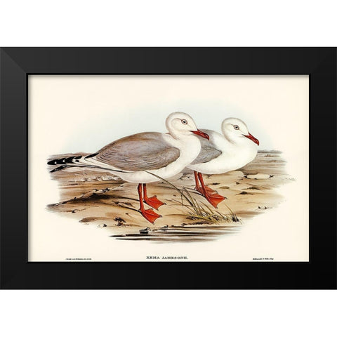 Jamesons Gull-Xema Jamesonii Black Modern Wood Framed Art Print by Gould, John