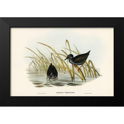 Spotless Gallinule-Porzana immaculata Black Modern Wood Framed Art Print by Gould, John