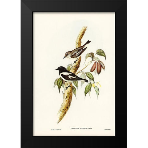 Pied Robin-Petroica bicolor-Swains Black Modern Wood Framed Art Print by Gould, John