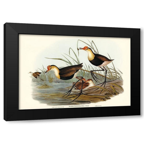 Gallinaceous Parra-Parra gallinacea Black Modern Wood Framed Art Print by Gould, John
