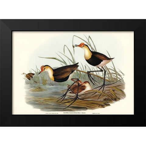 Gallinaceous Parra-Parra gallinacea Black Modern Wood Framed Art Print by Gould, John