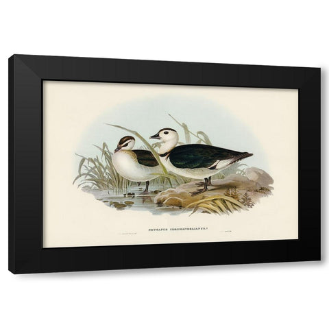 Pygmy Goose-Nettapus Coromandelianus Black Modern Wood Framed Art Print with Double Matting by Gould, John