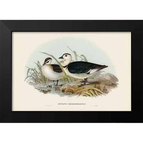 Pygmy Goose-Nettapus Coromandelianus Black Modern Wood Framed Art Print by Gould, John