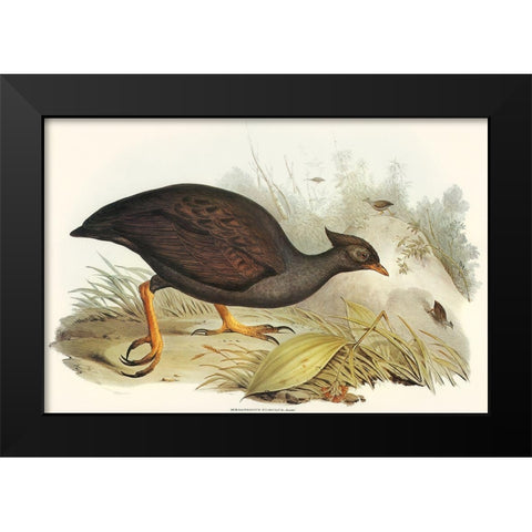 Mound-raising Megapode-Megapodius Tumulus Black Modern Wood Framed Art Print by Gould, John