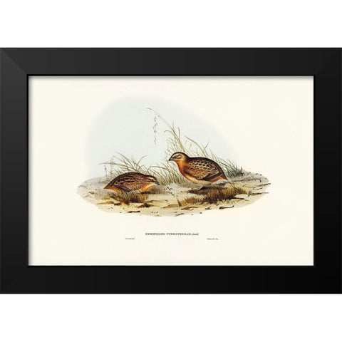 Red-chested Hemipode-Hemipodius pyrrhothorax Black Modern Wood Framed Art Print by Gould, John