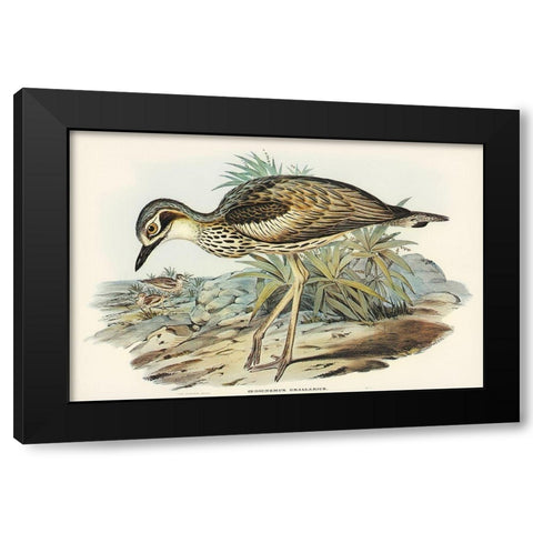 Southern Stone-Plover-Edicnemus grallarius Black Modern Wood Framed Art Print with Double Matting by Gould, John