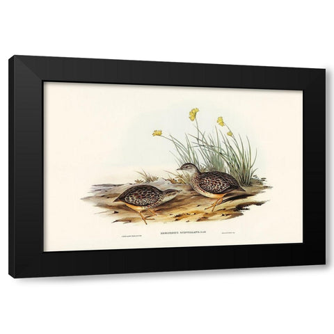 Sparkling Hemipode-Hemipodius scintillans Black Modern Wood Framed Art Print with Double Matting by Gould, John
