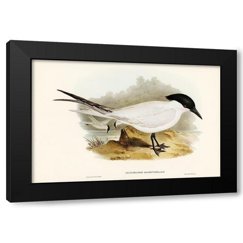 Great-footed Tern-Gelochelidon macrotarsa Black Modern Wood Framed Art Print with Double Matting by Gould, John