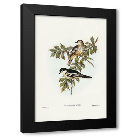 Northern cuckooshrike-Campephaga Karu Black Modern Wood Framed Art Print by Gould, John