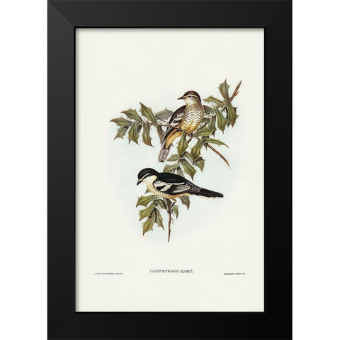 Northern cuckooshrike-Campephaga Karu Black Modern Wood Framed Art Print by Gould, John