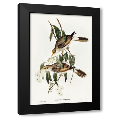 Luteous Honey-eater-Myzantha lutea Black Modern Wood Framed Art Print with Double Matting by Gould, John
