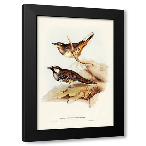 Spotted Groud Thrush-Cinclosoma punctatum Black Modern Wood Framed Art Print by Gould, John