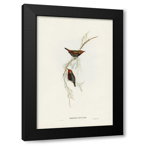 Painted Finch-Emblema picta Black Modern Wood Framed Art Print by Gould, John