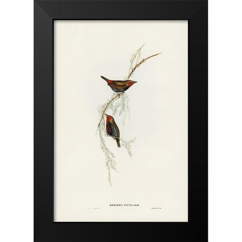 Painted Finch-Emblema picta Black Modern Wood Framed Art Print by Gould, John