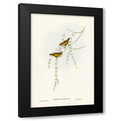 Striated Acanthiza-Acanthiza lineata Black Modern Wood Framed Art Print with Double Matting by Gould, John