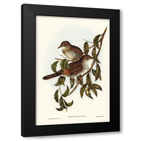 Moutain Thrush-Oreocincla lunulata Black Modern Wood Framed Art Print by Gould, John