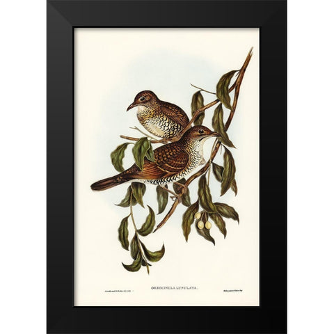 Moutain Thrush-Oreocincla lunulata Black Modern Wood Framed Art Print by Gould, John