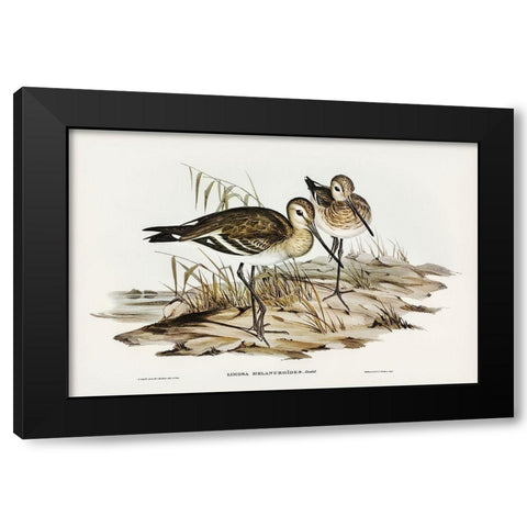 Black-tailed Godwit-Limosa Melanuroides Black Modern Wood Framed Art Print by Gould, John