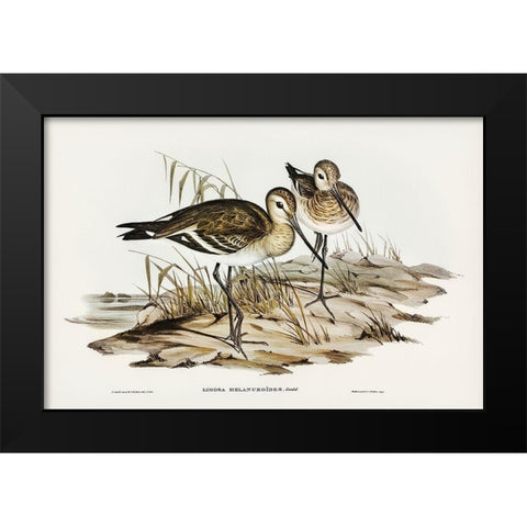 Black-tailed Godwit-Limosa Melanuroides Black Modern Wood Framed Art Print by Gould, John