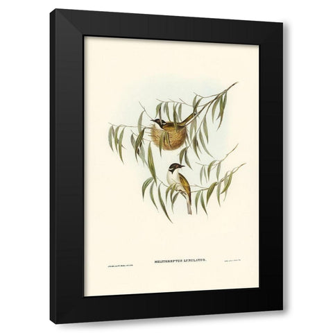 Lunulated Honey-eater-Melithreptus lunulatus Black Modern Wood Framed Art Print by Gould, John