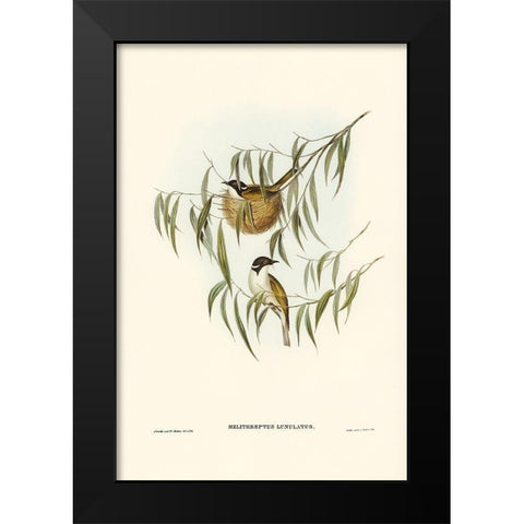 Lunulated Honey-eater-Melithreptus lunulatus Black Modern Wood Framed Art Print by Gould, John