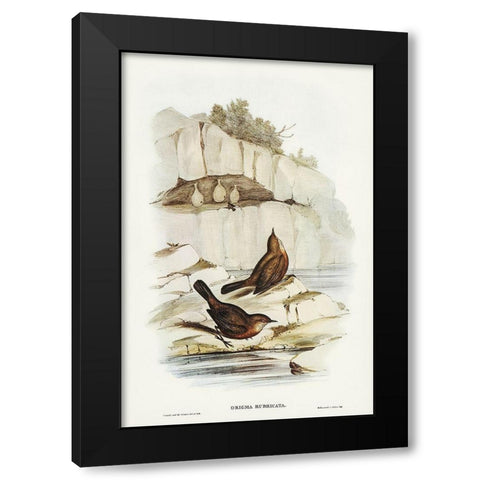 Rock Warbler-Origma rubricata Black Modern Wood Framed Art Print with Double Matting by Gould, John