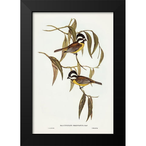 Frontal Shrike-Tit-Falcunculus frontatus Black Modern Wood Framed Art Print by Gould, John