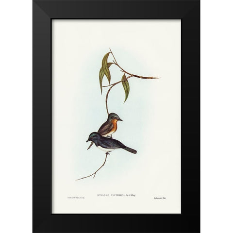 Plumbeous Flycatcher-Myiagra plumbea Black Modern Wood Framed Art Print by Gould, John