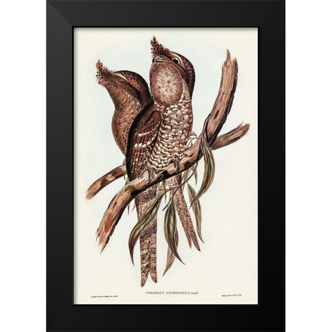 Plumed Podargus-Podargus plumiferus Black Modern Wood Framed Art Print by Gould, John