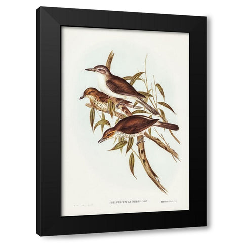 Selbyâ€™s Colluricincla-Colluricincla Selbii Black Modern Wood Framed Art Print with Double Matting by Gould, John