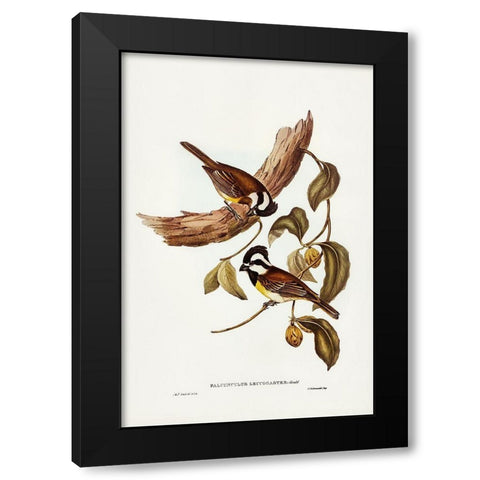 White-bellied Shrike-Tit-Falcunculus leucogaster Black Modern Wood Framed Art Print with Double Matting by Gould, John