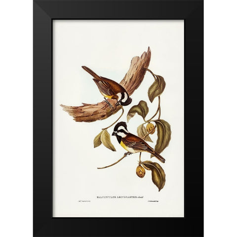 White-bellied Shrike-Tit-Falcunculus leucogaster Black Modern Wood Framed Art Print by Gould, John