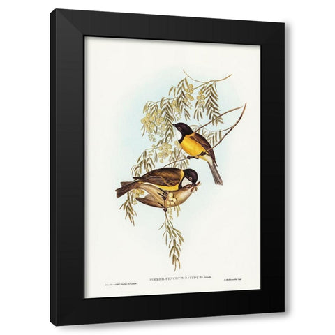 Blue Shining Flycatcher-Piezorhynchus nitidus Black Modern Wood Framed Art Print with Double Matting by Gould, John