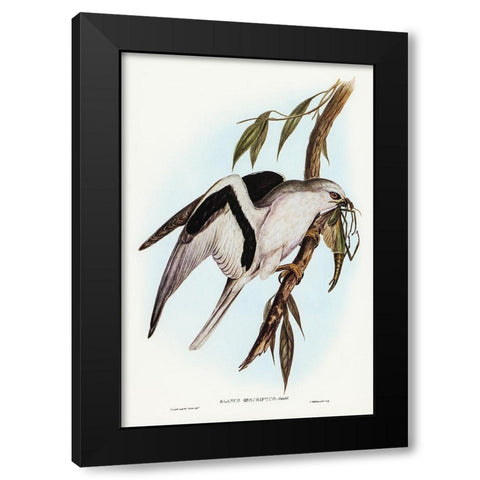 Letter-winged Kite-Elanus sciptus Black Modern Wood Framed Art Print by Gould, John
