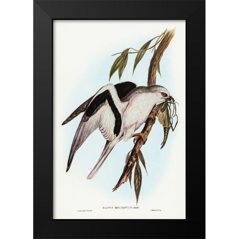 Letter-winged Kite-Elanus sciptus Black Modern Wood Framed Art Print by Gould, John