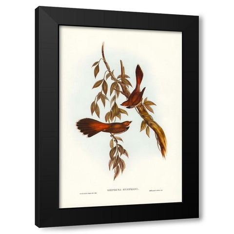 Rufous-fronted Fantail-Rhipidura rufifrons Black Modern Wood Framed Art Print with Double Matting by Gould, John