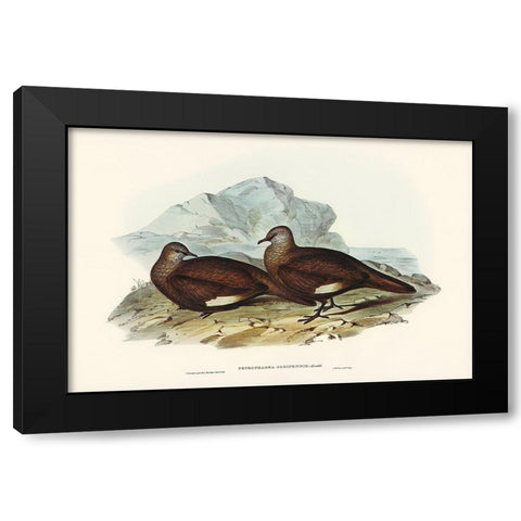 White-quilled Rock Dove-Petrophassa albipennis Black Modern Wood Framed Art Print with Double Matting by Gould, John