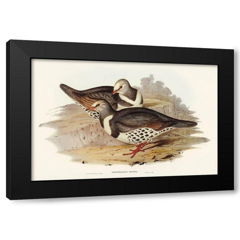 Wonga-wonga Pigeon-Leucosarcia picata Black Modern Wood Framed Art Print with Double Matting by Gould, John