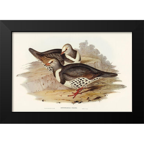 Wonga-wonga Pigeon-Leucosarcia picata Black Modern Wood Framed Art Print by Gould, John