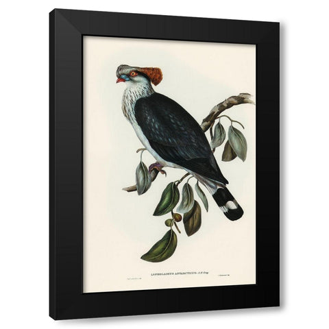 Top-Knot Pigeon-Lopholaimus Antarcticus Black Modern Wood Framed Art Print by Gould, John
