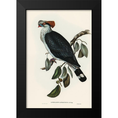 Top-Knot Pigeon-Lopholaimus Antarcticus Black Modern Wood Framed Art Print by Gould, John