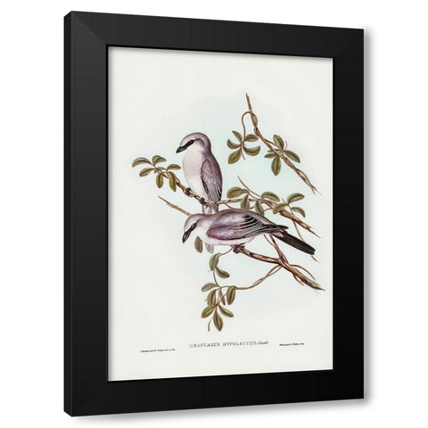 White-bellied Graucalus-Graucalus hypoleucus Black Modern Wood Framed Art Print with Double Matting by Gould, John